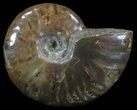 Flashy Red Iridescent Ammonite - Wide #52354-1